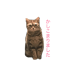 natsume stamp3（個別スタンプ：2）