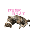 natsume stamp3（個別スタンプ：3）
