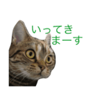 natsume stamp3（個別スタンプ：4）