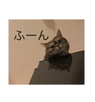 natsume stamp3（個別スタンプ：6）