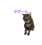 natsume stamp3（個別スタンプ：7）