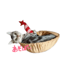 アメショの銀です。（個別スタンプ：10）