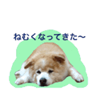 もふもふ ももちゃん（個別スタンプ：3）
