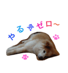 もふもふ ももちゃん（個別スタンプ：8）