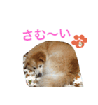 もふもふ ももちゃん（個別スタンプ：9）