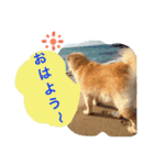 もふもふ ももちゃん（個別スタンプ：10）