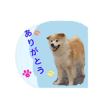 もふもふ ももちゃん（個別スタンプ：13）