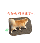 もふもふ ももちゃん（個別スタンプ：14）