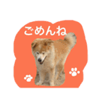 もふもふ ももちゃん（個別スタンプ：15）