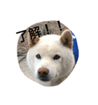 山岡っちdogs（個別スタンプ：4）