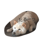山岡っちdogs（個別スタンプ：6）