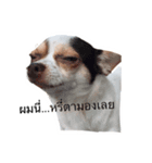 Dogs95Home（個別スタンプ：2）