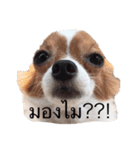 Dogs95Home（個別スタンプ：3）