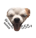 Dogs95Home（個別スタンプ：5）