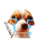 Dogs95Home（個別スタンプ：6）