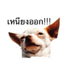 Dogs95Home（個別スタンプ：7）