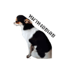 Dogs95Home（個別スタンプ：8）