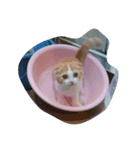 poke nyan（個別スタンプ：1）
