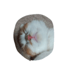 poke nyan（個別スタンプ：2）
