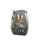 poke nyan（個別スタンプ：4）