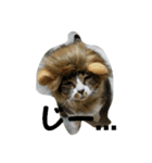 yuzuneko（個別スタンプ：1）