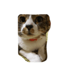 yuzuneko（個別スタンプ：8）