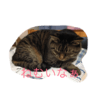 れおん(ちょいでぶ)（個別スタンプ：1）