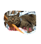 れおん(ちょいでぶ)（個別スタンプ：3）
