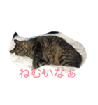 れおん(ちょいでぶ)（個別スタンプ：4）