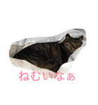れおん(ちょいでぶ)（個別スタンプ：6）