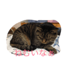 れおん(ちょいでぶ)（個別スタンプ：8）