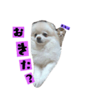 ぅちの子の言葉（個別スタンプ：1）