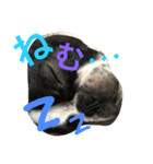 Tetsu's stamp of a Boston terrier（個別スタンプ：1）