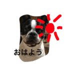 Tetsu's stamp of a Boston terrier（個別スタンプ：2）