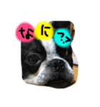 Tetsu's stamp of a Boston terrier（個別スタンプ：3）
