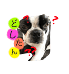 Tetsu's stamp of a Boston terrier（個別スタンプ：4）