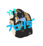 Tetsu's stamp of a Boston terrier（個別スタンプ：5）
