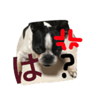 Tetsu's stamp of a Boston terrier（個別スタンプ：6）