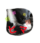 Tetsu's stamp of a Boston terrier（個別スタンプ：7）