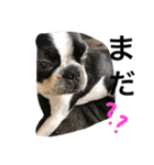Tetsu's stamp of a Boston terrier（個別スタンプ：8）