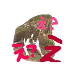 Tetsu's stamp of a Boston terrier（個別スタンプ：9）