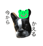Tetsu's stamp of a Boston terrier（個別スタンプ：10）