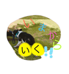 Tetsu's stamp of a Boston terrier（個別スタンプ：11）