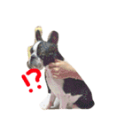 Tetsu's stamp of a Boston terrier（個別スタンプ：12）