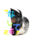 Tetsu's stamp of a Boston terrier（個別スタンプ：13）