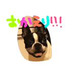 Tetsu's stamp of a Boston terrier（個別スタンプ：14）