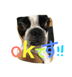 Tetsu's stamp of a Boston terrier（個別スタンプ：15）
