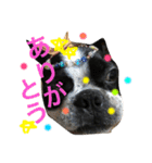 Tetsu's stamp of a Boston terrier（個別スタンプ：16）