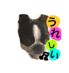 Tetsu's stamp of a Boston terrier（個別スタンプ：17）