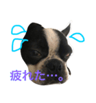 Tetsu's stamp of a Boston terrier（個別スタンプ：18）